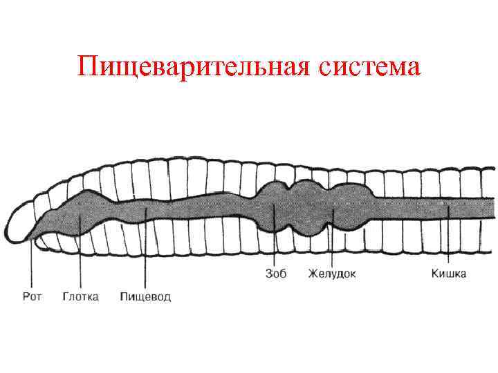 Строение дождевого червя рисунок с подписями