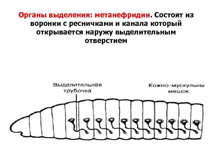 Метанефридии. Выделительная система кольчатых червей.