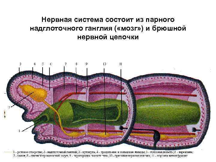 Нервная система состоит из парного надглоточного ганглия ( «мозг» ) и брюшной нервной цепочки