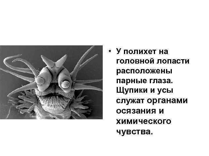  • У полихет на головной лопасти расположены парные глаза. Щупики и усы служат