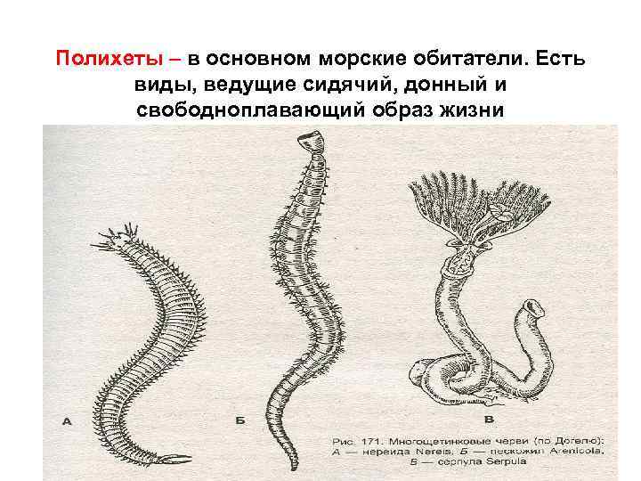 Полихеты – в основном морские обитатели. Есть виды, ведущие сидячий, донный и свободноплавающий образ