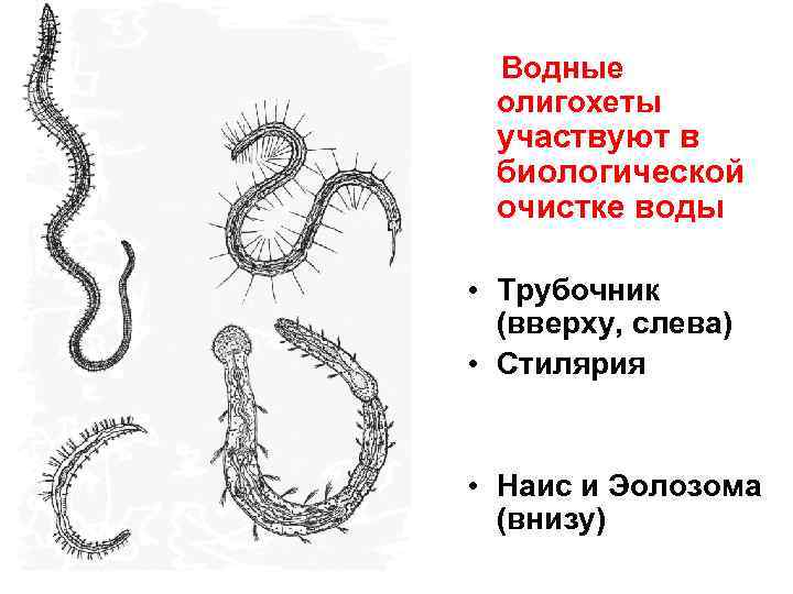 Водные олигохеты участвуют в биологической очистке воды • Трубочник (вверху, слева) • Стилярия •