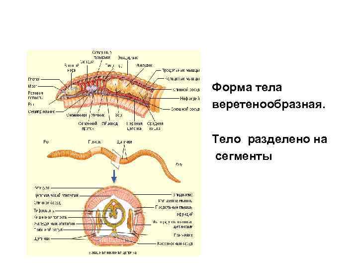 Тело круглых червей разделено на. Тип кольчатые черви Annelida. Форма тела кольчатых червей. У кольчатых червей тело разделено на сегменты.