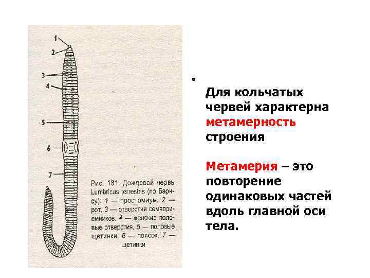 Общая характеристика кольчатых червей. Кольчатые черви метамерия. Метамерия кольчатых червей. Сегментация кольчатых червей. Метамерное строение кольчатых червей.