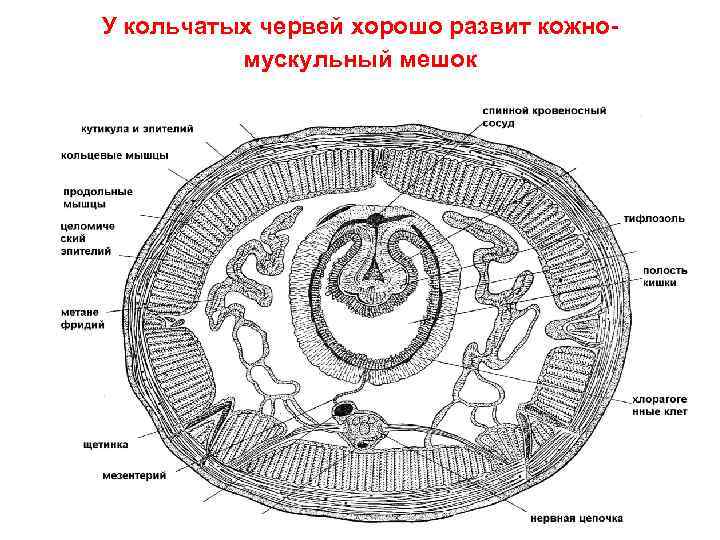 У кольчатых червей хорошо развит кожномускульный мешок 