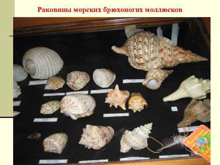 Раковины морских брюхоногих моллюсков 