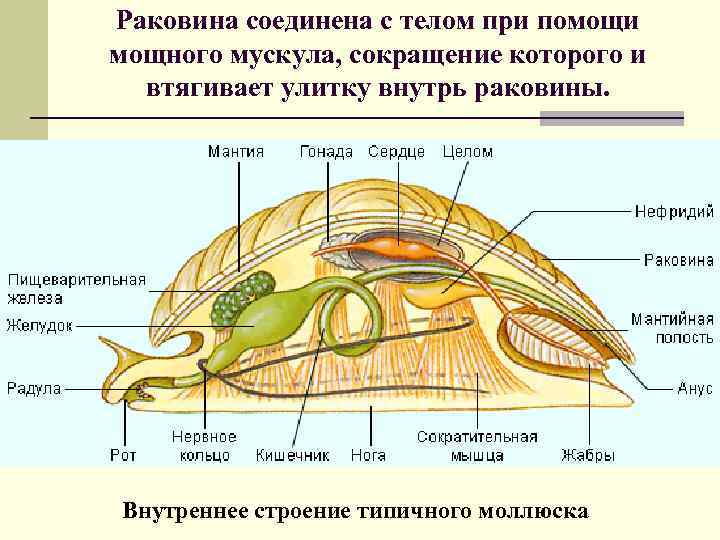 Раковина соединена с телом при помощи мощного мускула, сокращение которого и втягивает улитку внутрь