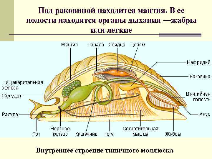 Под раковиной находится мантия. В ее полости находятся органы дыхания —жабры или легкие Внутреннее