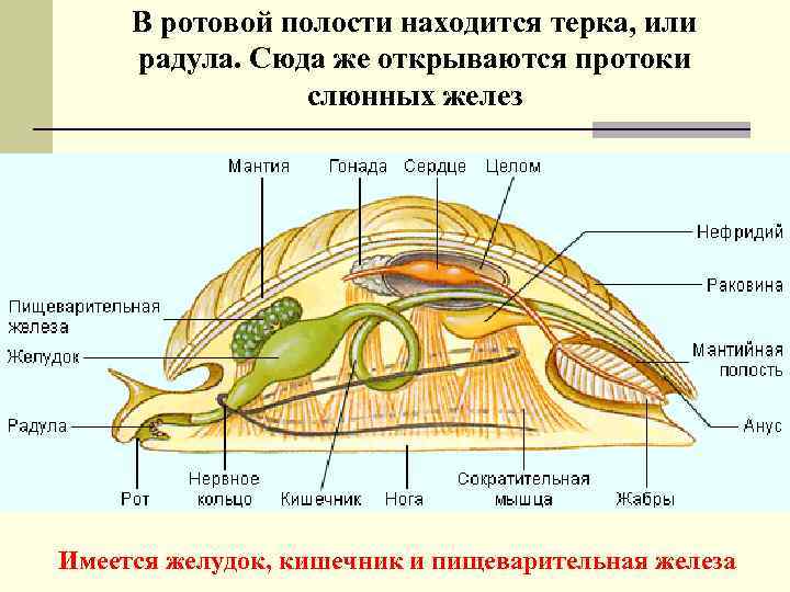 В ротовой полости находится терка, или радула. Сюда же открываются протоки слюнных желез Имеется