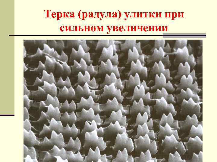 Терка (радула) улитки при сильном увеличении 