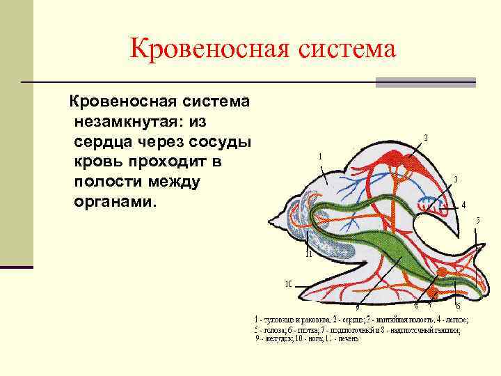 Кровеносная система незамкнутая: из сердца через сосуды кровь проходит в полости между органами. 