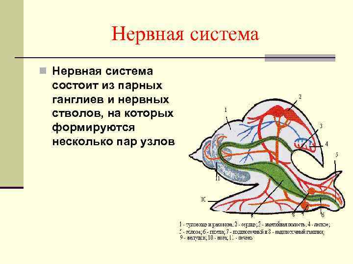 Нервная система n Нервная система состоит из парных ганглиев и нервных стволов, на которых
