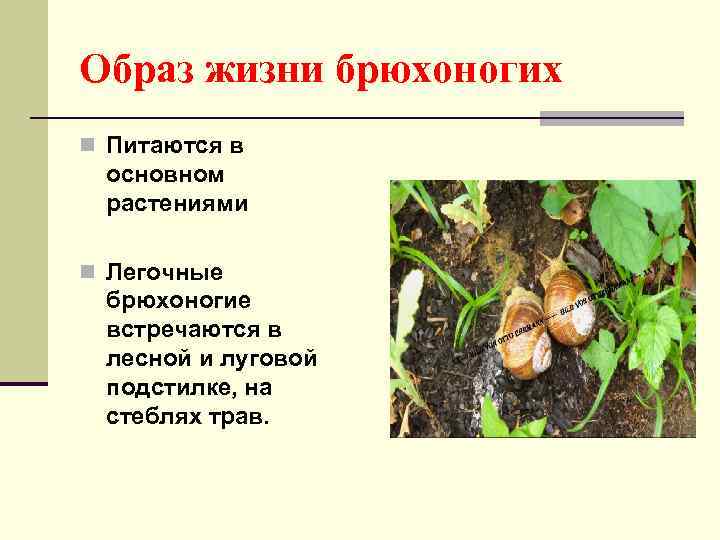 Образ жизни брюхоногих n Питаются в основном растениями n Легочные брюхоногие встречаются в лесной