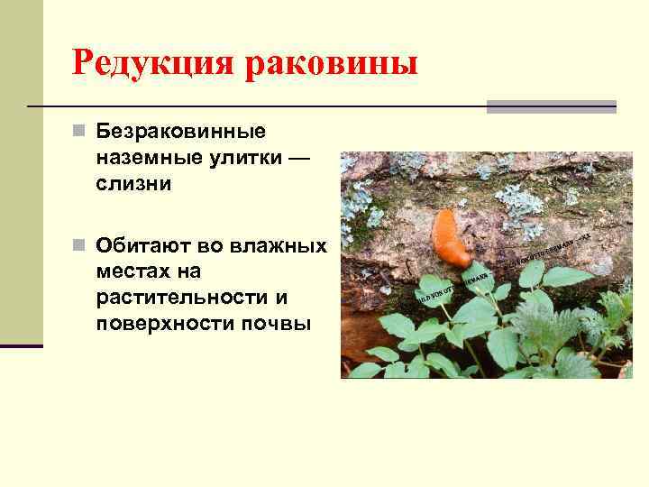 Редукция раковины n Безраковинные наземные улитки — слизни n Обитают во влажных местах на