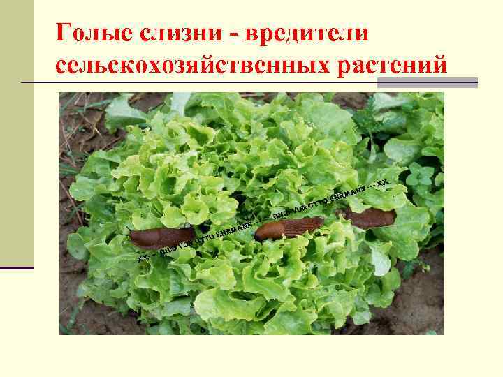 Голые слизни - вредители сельскохозяйственных растений 