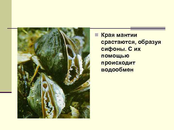 n Края мантии срастаются, образуя сифоны. С их помощью происходит водообмен 