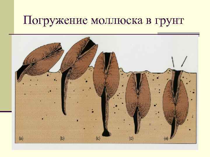 Погружение моллюска в грунт 