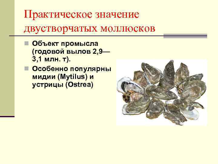 Практическое значение двустворчатых моллюсков n Объект промысла (годовой вылов 2, 9— 3, 1 млн.