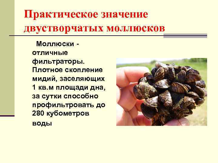 Практическое значение двустворчатых моллюсков Моллюски отличные фильтраторы. Плотное скопление мидий, заселяющих 1 кв. м