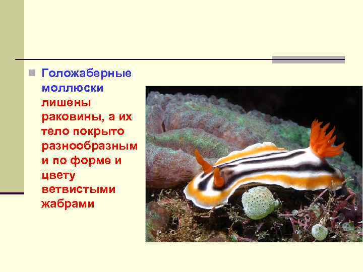 n Голожаберные моллюски лишены раковины, а их тело покрыто разнообразным и по форме и