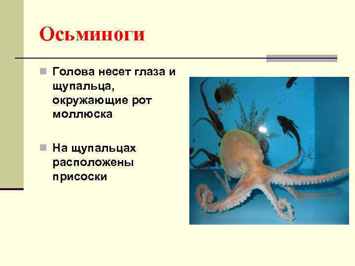 Осьминоги n Голова несет глаза и щупальца, окружающие рот моллюска n На щупальцах расположены