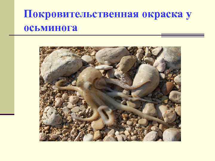 Покровительственная окраска у осьминога 