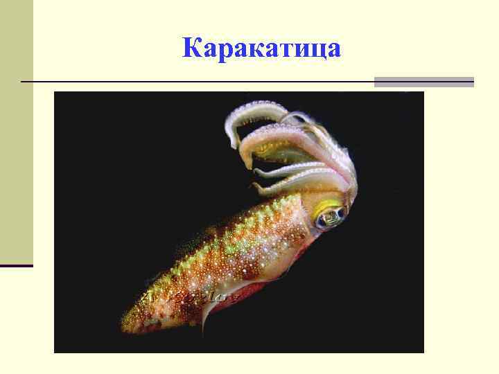 Каракатица 