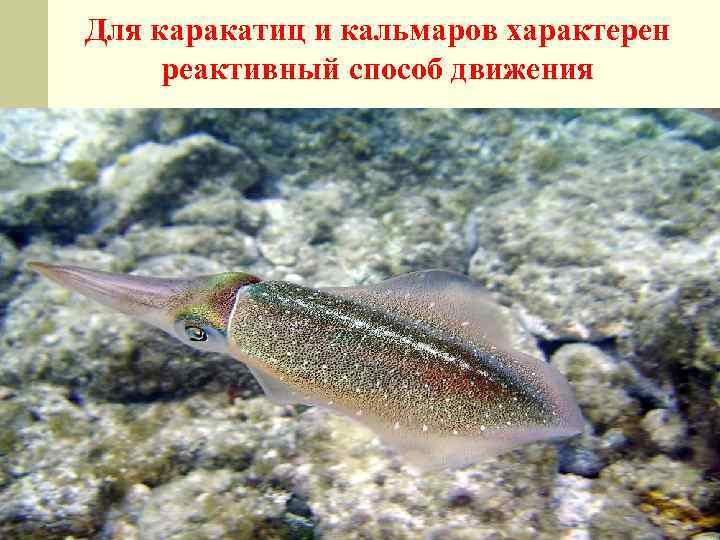 Для каракатиц и кальмаров характерен реактивный способ движения 