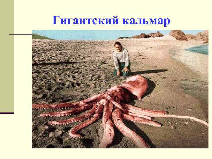 Гигантский кальмар 