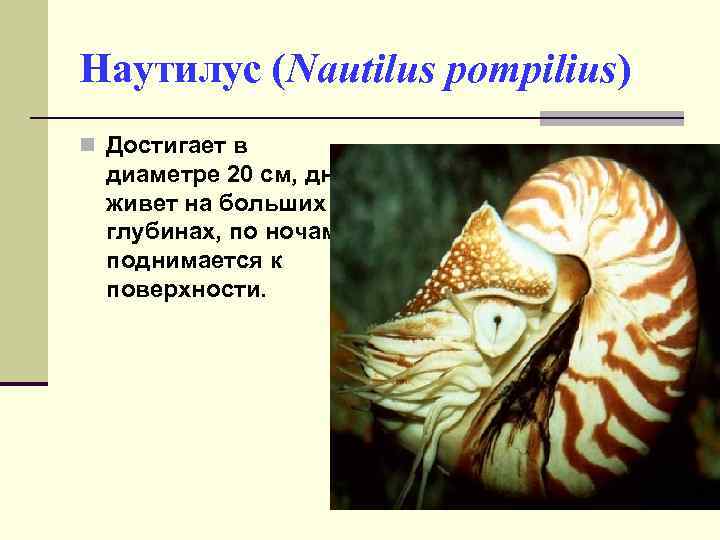 Наутилус (Nautilus pompilius) n Достигает в диаметре 20 см, днем живет на больших глубинах,