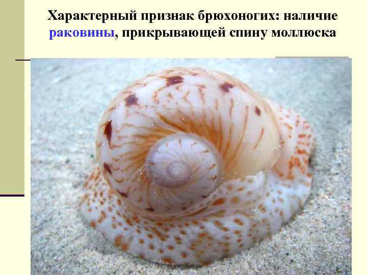 Характерный признак брюхоногих: наличие раковины, прикрывающей спину моллюска 