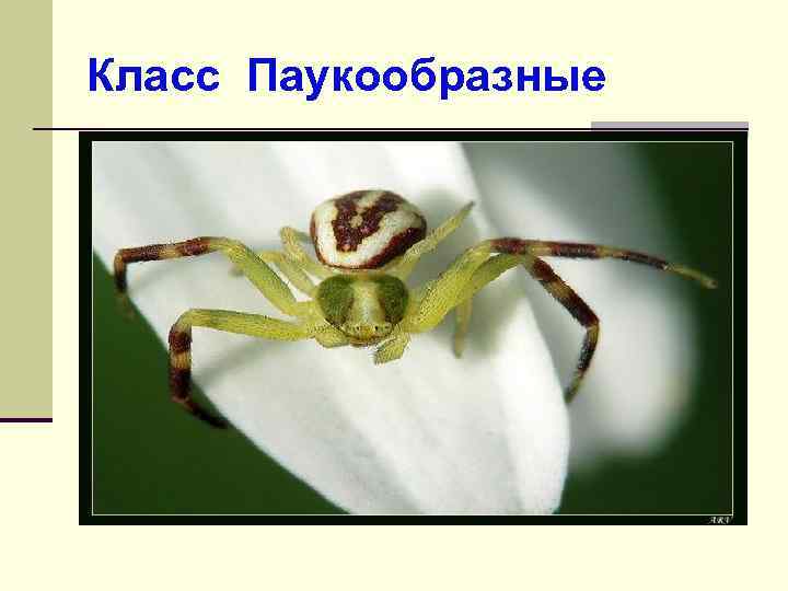 Класс Паукообразные 