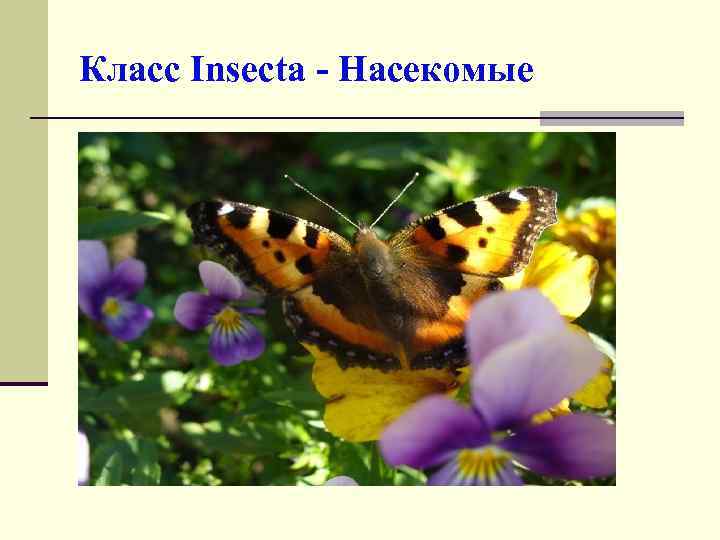 Класс Insecta - Насекомые 