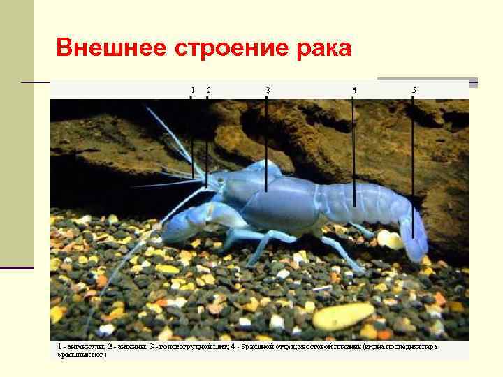 Внешнее строение рака 