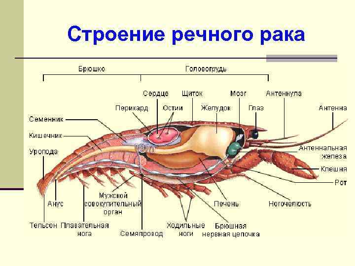 Строение речного рака 