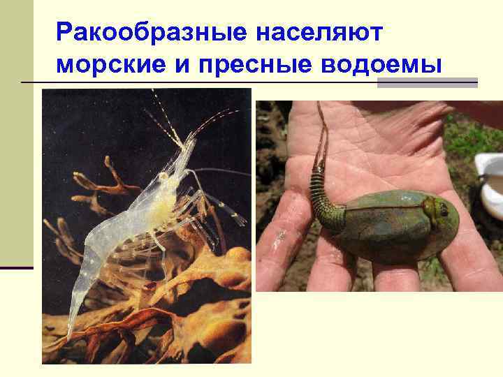 Ракообразные населяют морские и пресные водоемы 