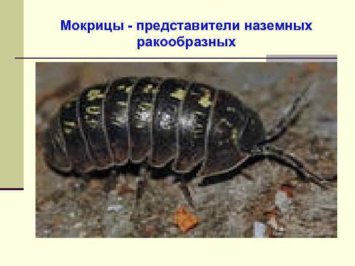 Мокрицы - представители наземных ракообразных 