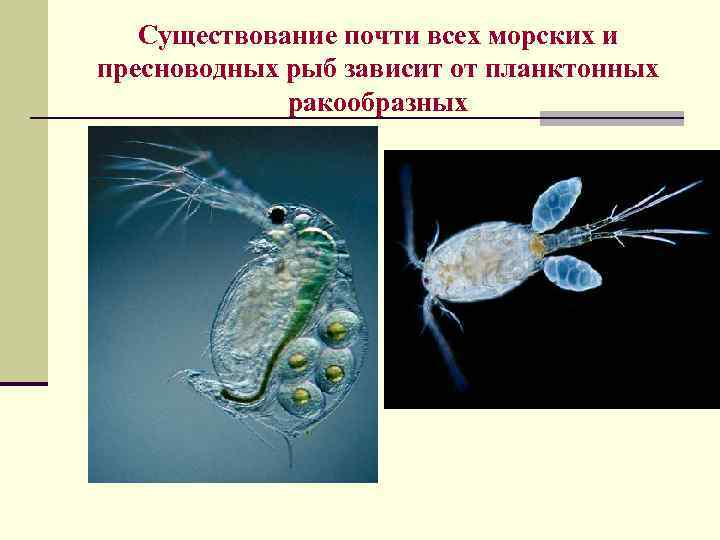 Существование почти всех морских и пресноводных рыб зависит от планктонных ракообразных 