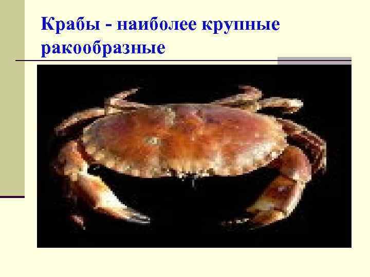 Крабы - наиболее крупные ракообразные 