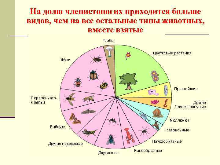 На долю членистоногих приходится больше видов, чем на все остальные типы животных, вместе взятые