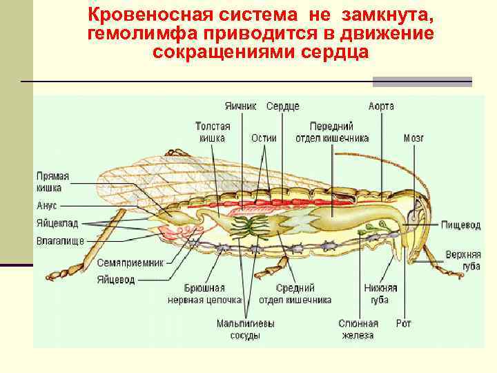 Кровеносная система не замкнута, гемолимфа приводится в движение сокращениями сердца 