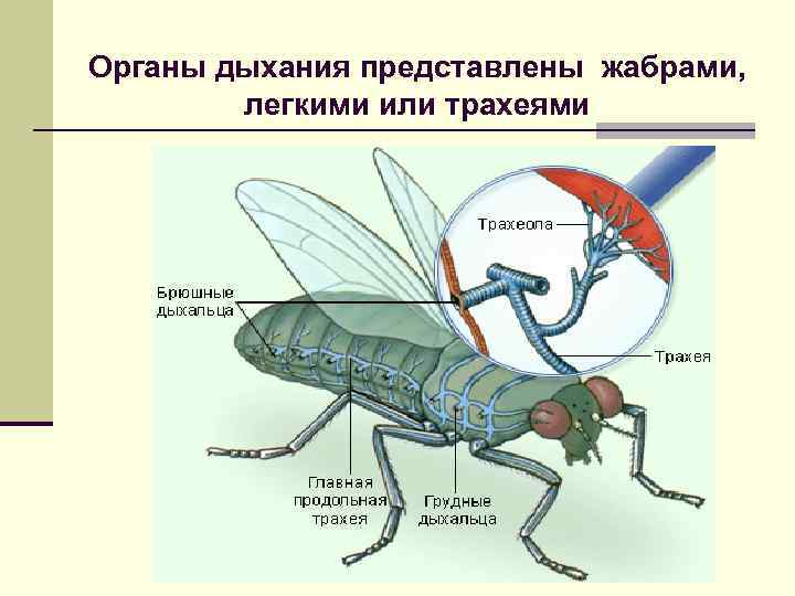 Органы дыхания представлены жабрами, легкими или трахеями 