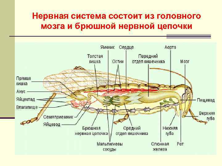 Нервная система состоит из головного мозга и брюшной нервной цепочки 