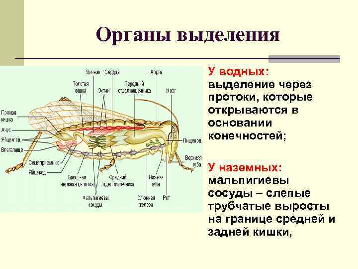 Органы выделения n У водных: выделение через протоки, которые открываются в основании конечностей; n