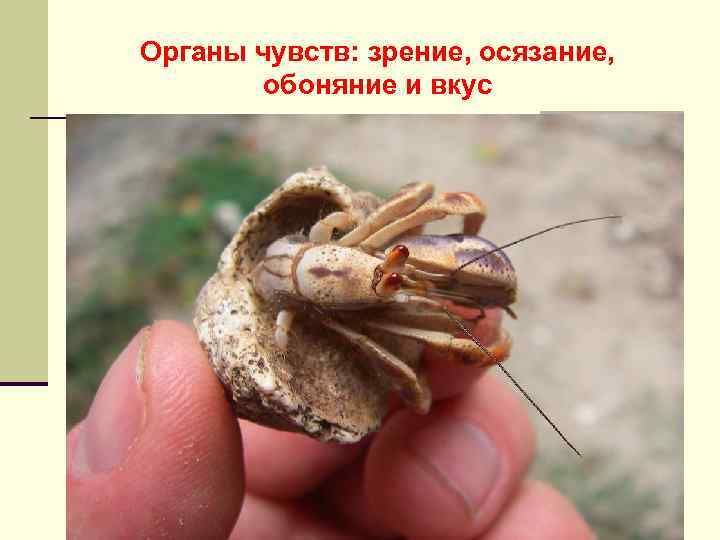 Органы чувств: зрение, осязание, обоняние и вкус 