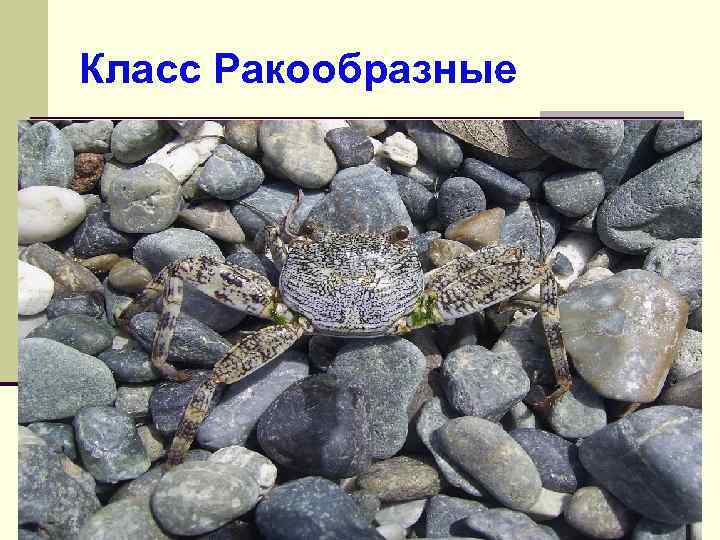 Класс Ракообразные 