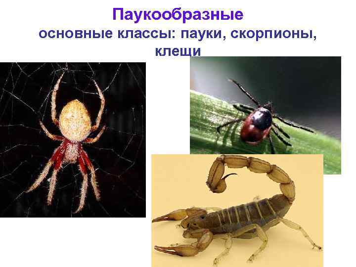 Паукообразные основные классы: пауки, скорпионы, клещи 