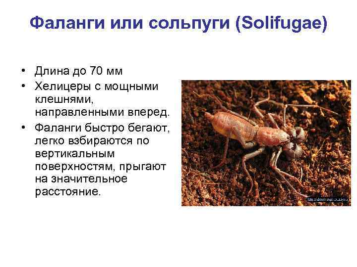 Фаланги или сольпуги (Solifugae) • Длина до 70 мм • Хелицеры с мощными клешнями,