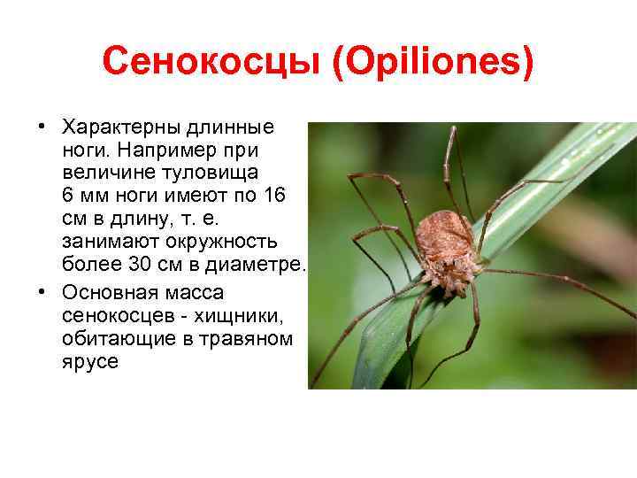 Сенокосцы (Opiliones) • Характерны длинные ноги. Например при величине туловища 6 мм ноги имеют