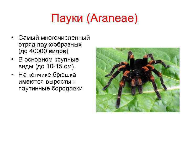 Пауки (Araneae) • Самый многочисленный отряд паукообразных (до 40000 видов) • В основном крупные